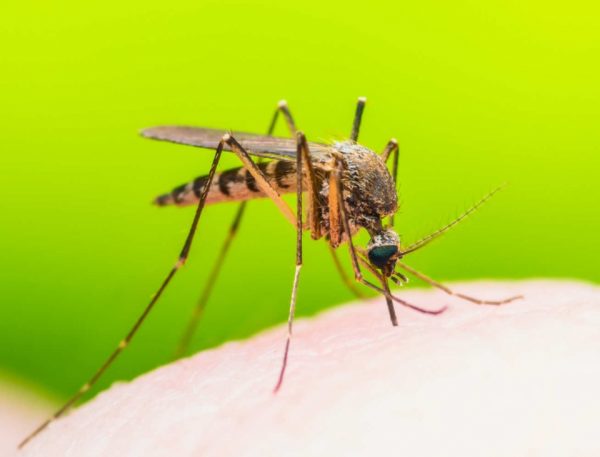 bệnh truyền nhiễm do muỗi gây ra