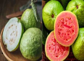 cách bảo quản ổi được lâu