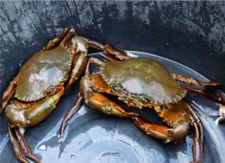cách bảo quản cua sống