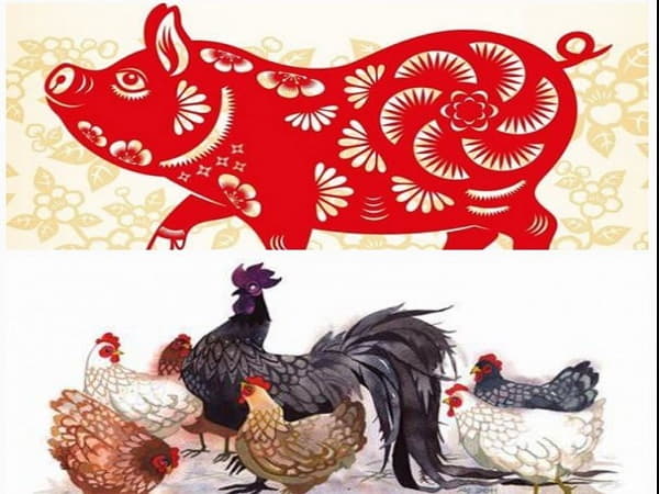 Tuổi Dậu với tuổi Hợi có hợp nhau không trong công việc?