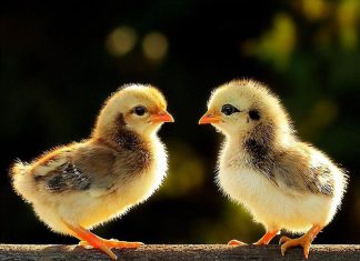 Bật mí cách phân biệt gà con trống mái cực chuẩn xác