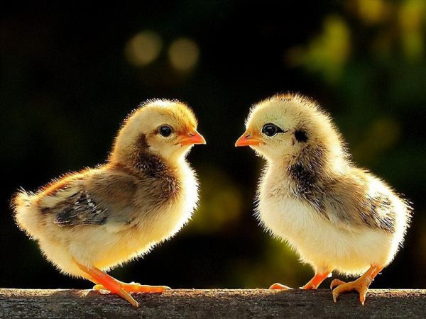 Bật mí cách phân biệt gà con trống mái cực chuẩn xác
