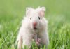 cách phân biệt chuột hamster đực cái