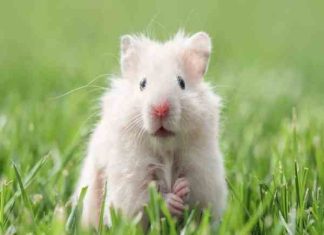 cách phân biệt chuột hamster đực cái