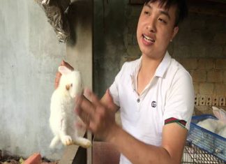 cách phân biệt thỏ đực thỏ cái