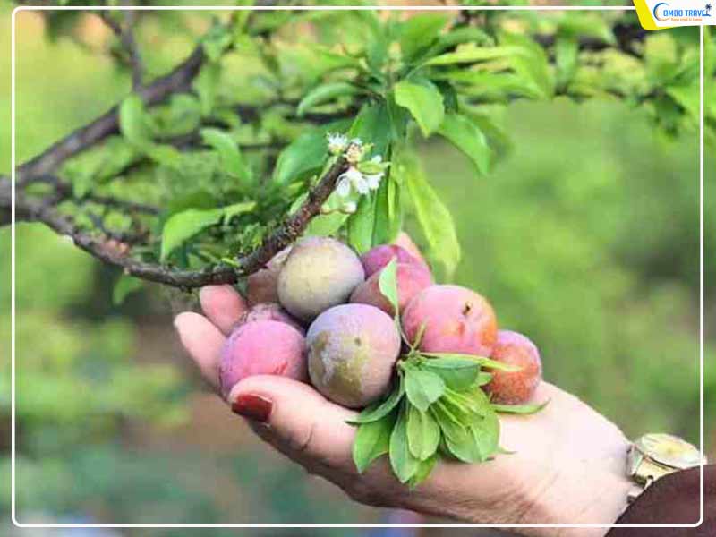 Tại sao nên du lịch Mộc Châu vào mùa mận chín?