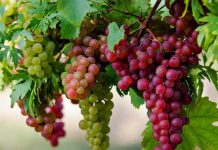 Ninh Thuận nổi tiếng với những vườn nho rộng lớn