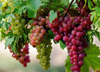 Ninh Thuận nổi tiếng với những vườn nho rộng lớn