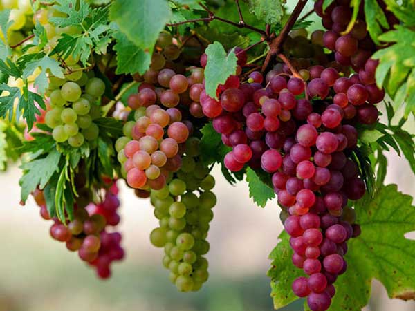 Ninh Thuận nổi tiếng với những vườn nho rộng lớn