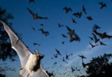 Con dơi số mấy theo quan niệm dân gian và phong thủy