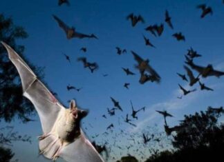 Con dơi số mấy theo quan niệm dân gian và phong thủy