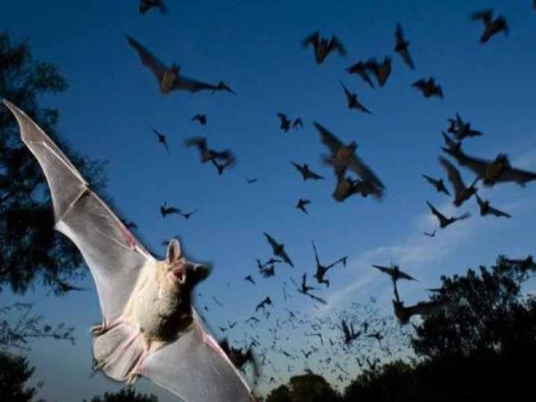 Con dơi số mấy theo quan niệm dân gian và phong thủy