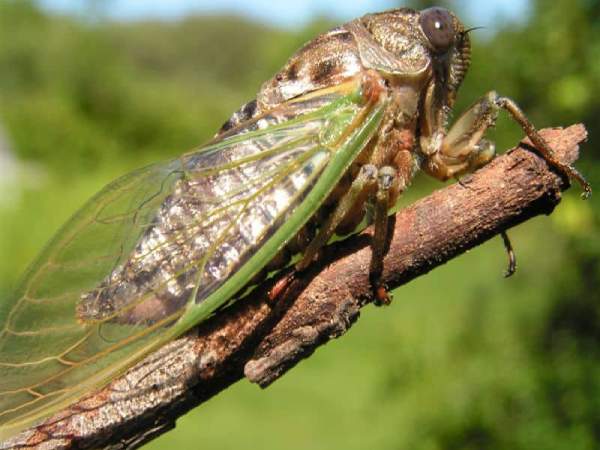  Ý nghĩa hình ảnh ve sầu trong tâm linh và phong thủy