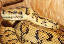 con trăn số mấy