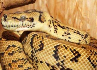 con trăn số mấy