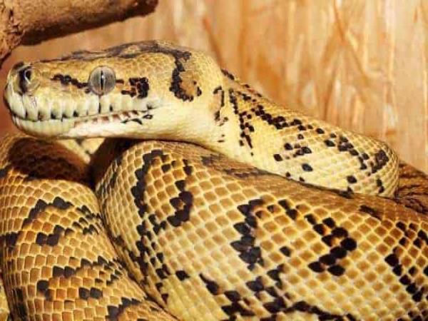 con trăn số mấy