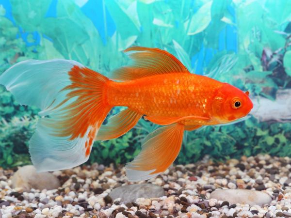 Cá vàng số mấy theo dân gian và giấc mơ