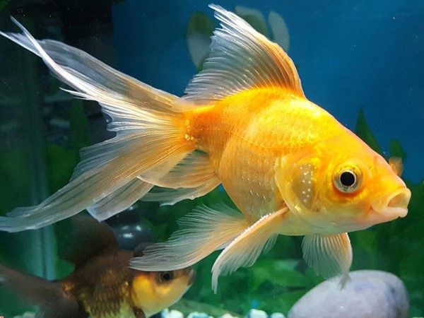 Ý nghĩa cá vàng theo tâm linh và phong thủy