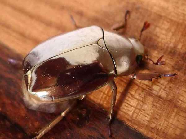 Bọ hung số mấy? Con số dân gian gắn với bọ hung