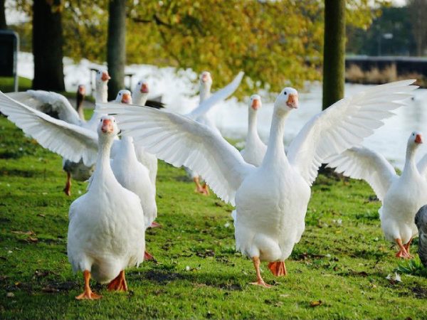 Con ngỗng số mấy theo quan niệm dân gian?