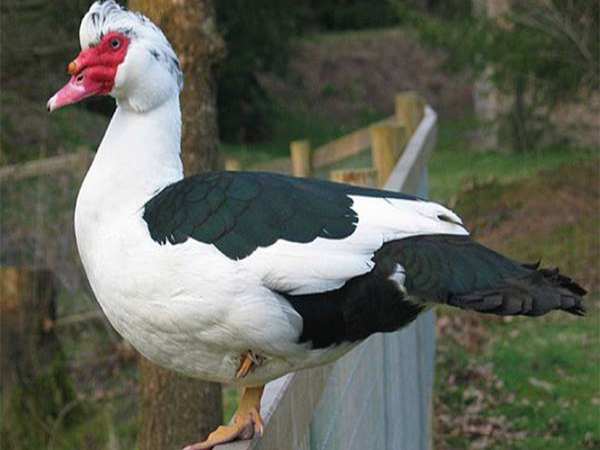 Ý nghĩa hình ảnh con ngan trong dân gian và phong thủy