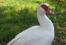 Tìm hiểu con ngan số mấy và ý nghĩa trong đời sống dân gian