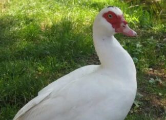 Tìm hiểu con ngan số mấy và ý nghĩa trong đời sống dân gian