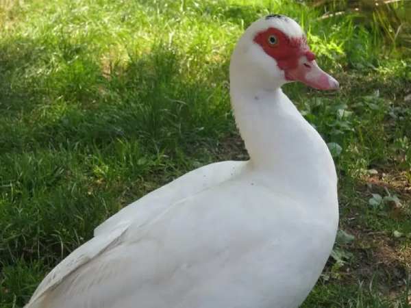 Con ngan số mấy theo quan niệm dân gian?