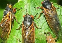 Con ve sầu số mấy theo ý nghĩa tâm linh và phong thủy con ve sầu số mấy