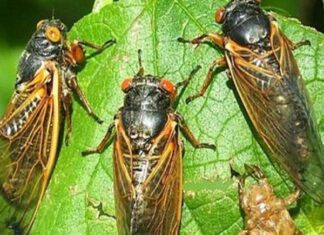 con ve sầu số mấy