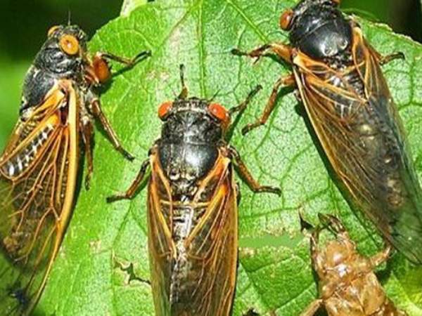 con ve sầu số mấy