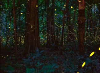 Giải mã con đom đóm số mấy và ý nghĩa ánh sáng trong đêm đom đóm số mấy