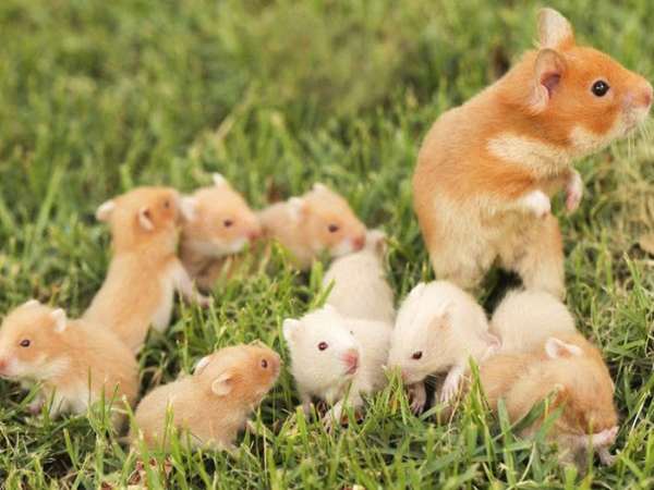 Vận trình chung tuổi Nhâm Tý ngày 25/2 thứ 4 Vận trình chung tuổi Nhâm Tý ngày 25/2 thứ 4