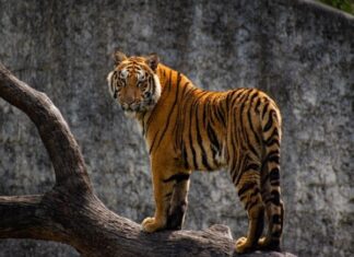 Luận các con số may mắn ngày 15/3 chủ nhật tuổi Bính Dần con số may mắn ngày 15/3 chủ nhật tuổi Bính Dần