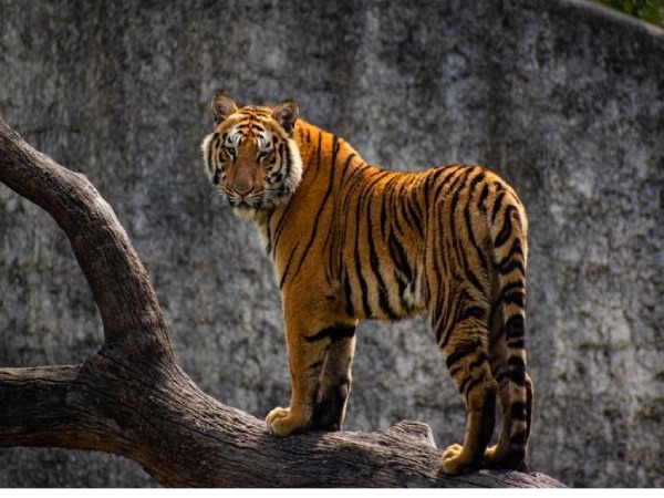 con số may mắn ngày 15/3 Chủ nhật tuổi Bính Dần