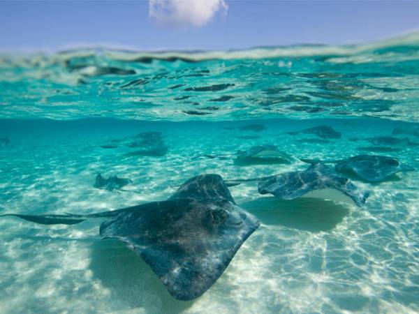 Cá đuối số mấy?