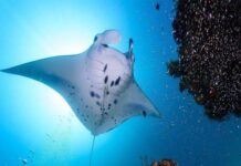 cá đuối số mấy