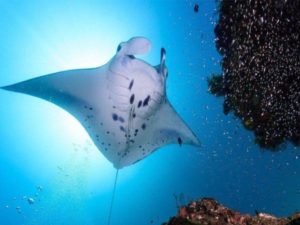 Ý nghĩa cá đuối trong phong thủy