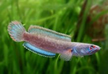 Giải mã bí ẩn cá lóc là số mấy cực chuẩn xác hôm nay