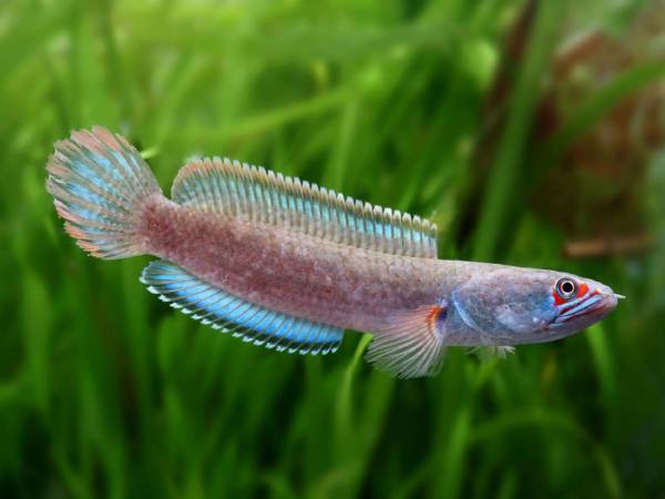 Giải mã bí ẩn cá lóc là số mấy cực chuẩn xác hôm nay