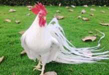 Mơ thấy con gà số mấy, điềm gì? Khám phá vận may bí ẩn