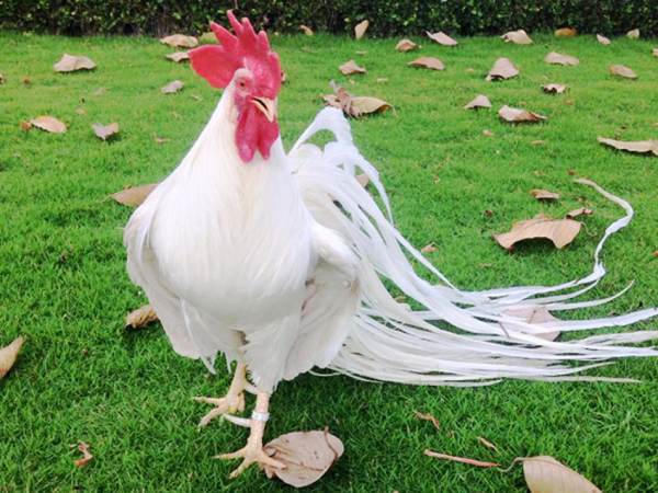 Mơ thấy con gà số mấy, điềm gì? Khám phá vận may bí ẩn