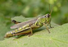 Con cào cào số mấy, giải mã ý nghĩa con cào cào số gì?